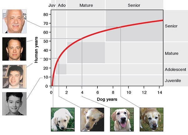 graph showing tom hanks years in dog years