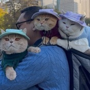 Purrfect! These three cats are the ultimate globetrotters