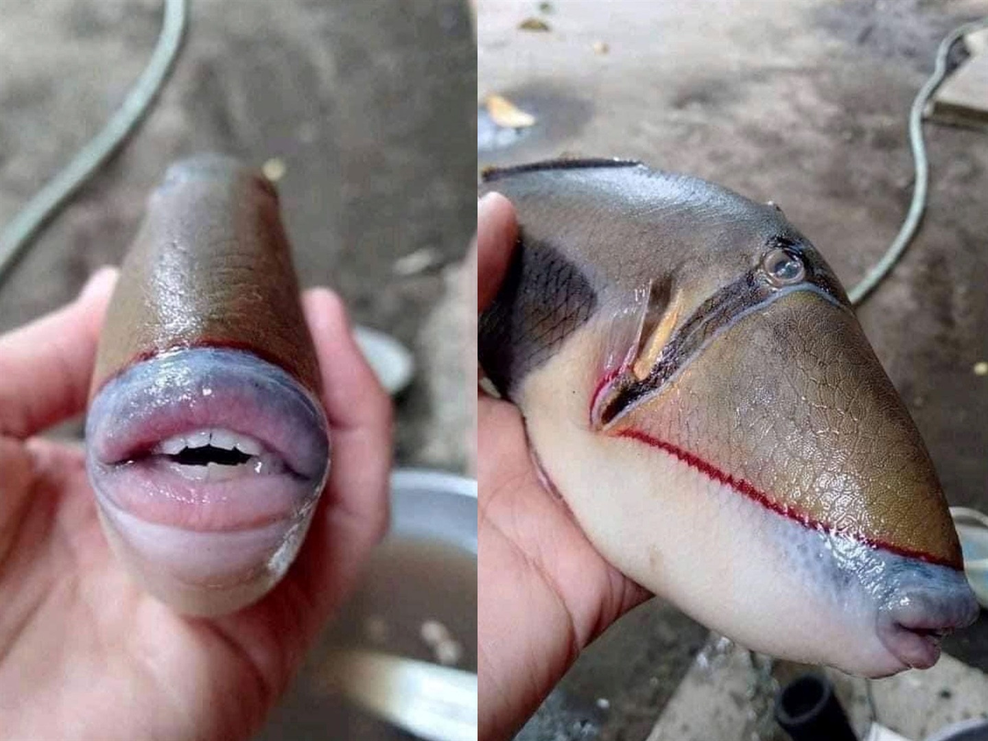 A photo of a fish with humanlike teeth is going viral