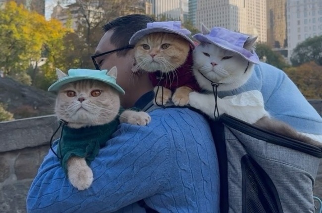 Adventurous felines Mocha, Sponge Cake and Donut have been travelling around the world with their humans for the past two years. (PHOTO: Instagram/@spongecake_thescottishfold)