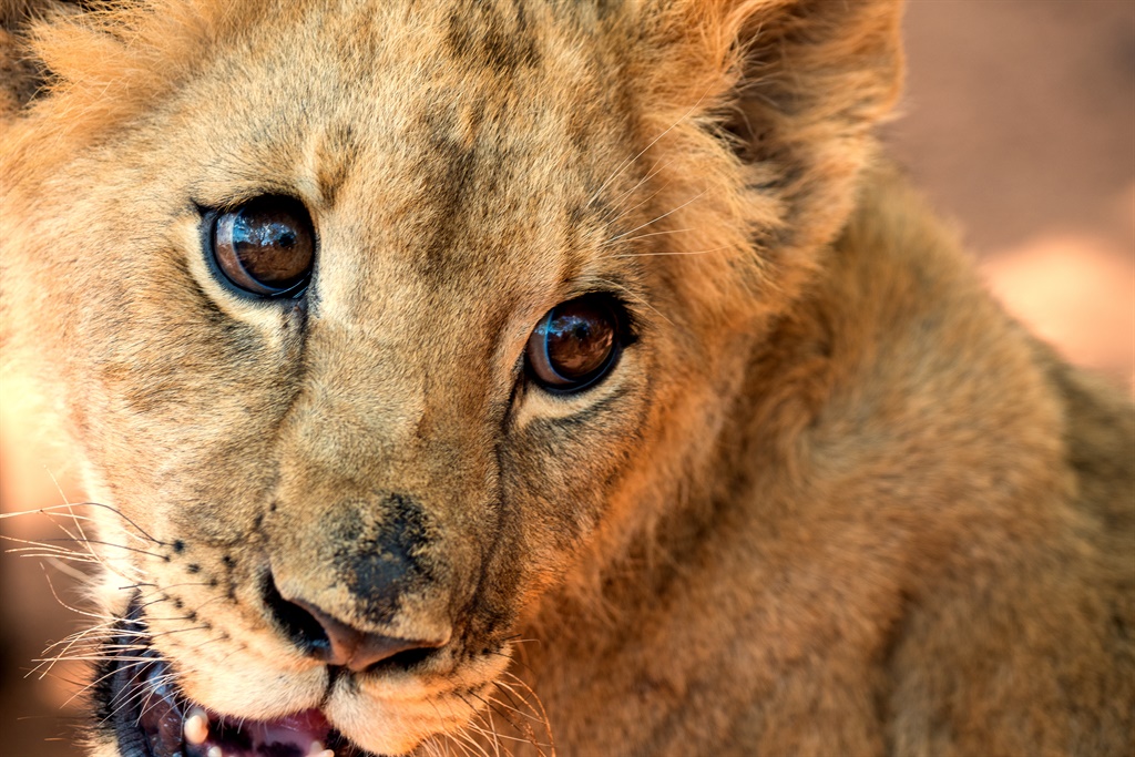 The White Paper commits SA to addressing the captive lion industry.