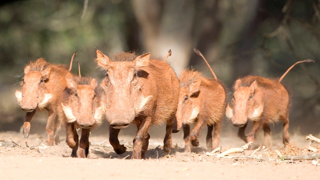 Warthogs in the Mkuze Game Reserve in KwaZulu-Nata