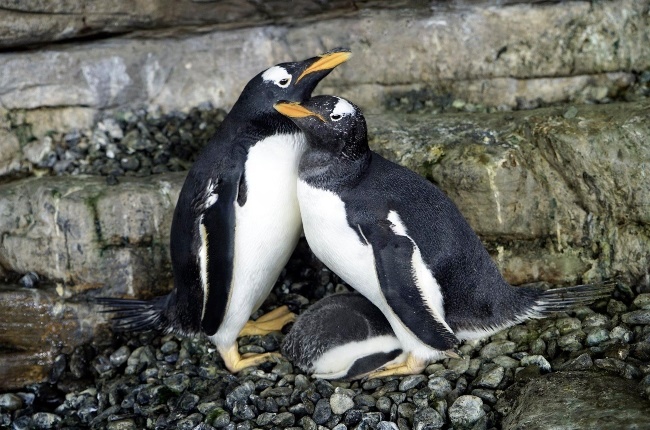 Penguin couple Electra and Viola are proud parents of their newly hatched chick. (Photo: Facebook/Oceanogràfic València)