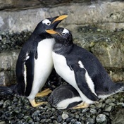 First-time parents! Same-sex penguins hatch chick after adopting an egg