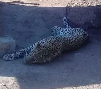 The leopard seen in the kasi.