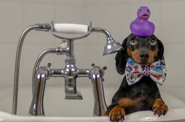 Harlso the dachshund can balance a variety of things on his head (Photo: Instagram/@harlso_the_balancing_hound)