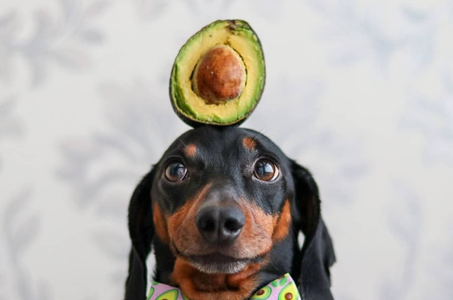 Meet Harlso The Famous Dachshund That Can Balance Things On His Head You