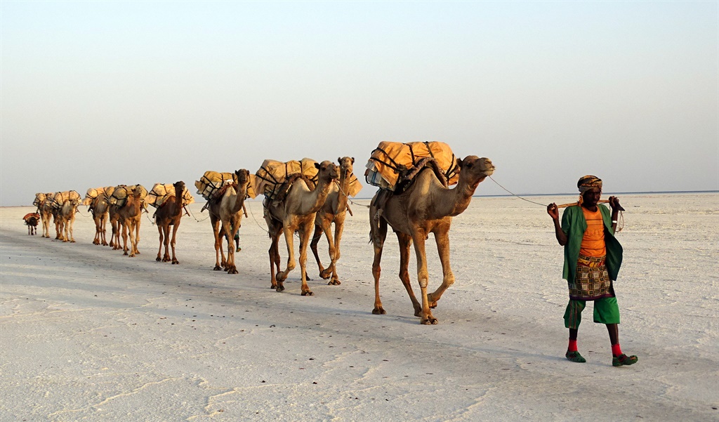 Salt Transport by a Camel Train on Lake Assale (Ol