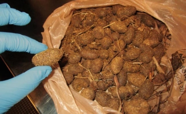 A bag filled with moose poo