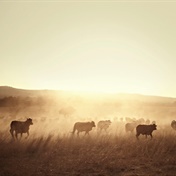 African cattle bred for toughness tested by climate change