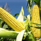 Invasion of Ukraine puts Zimbabwe maize crop at risk 