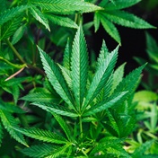 Labat readies itself to ride cannabis high