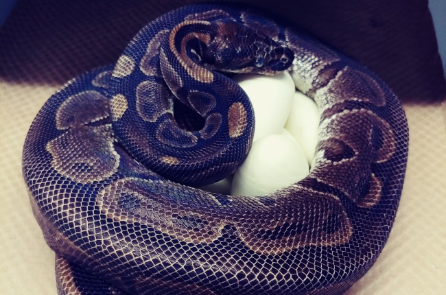Ball python cradling her eggs. (PHOTO: TWITTER/@STLZOO)