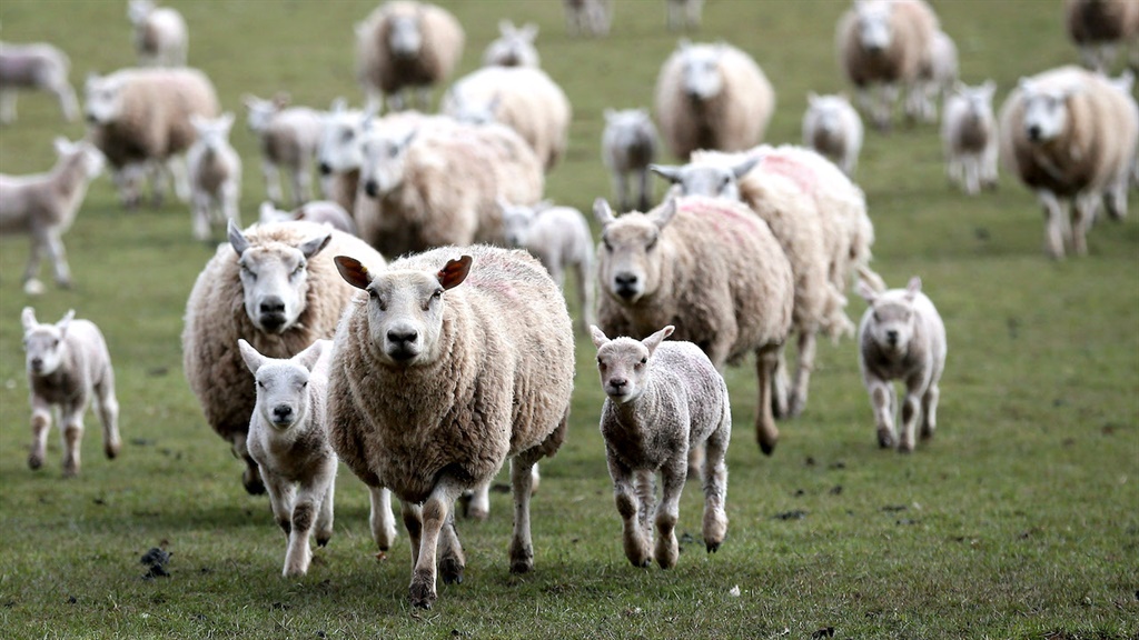 گوسفند زنده و تغذیه ایده‌آل: راهنمای جامع برای دامداران حرفه‌ای