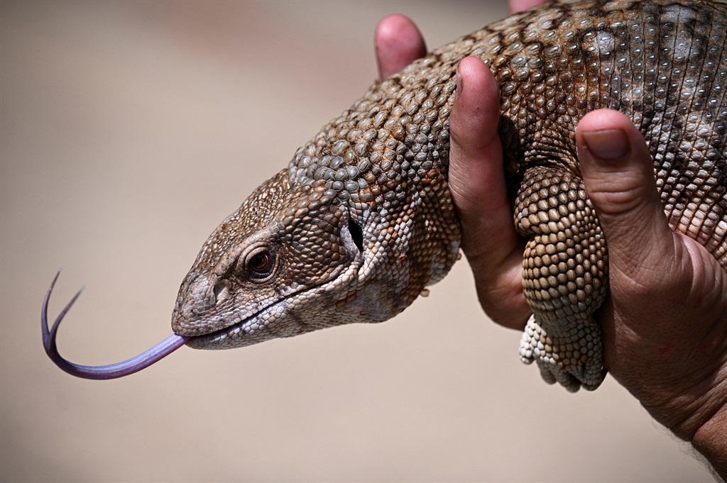 A man holds a Savannah monitor, a medium-sized species of monitor lizard native to Africa, in the petting zoo La Casita del Avestruz (The ostriches little house), in Caracas, Venezuela.  