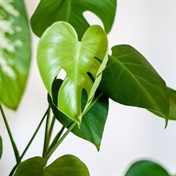 Why having plants in your home is an excellent idea