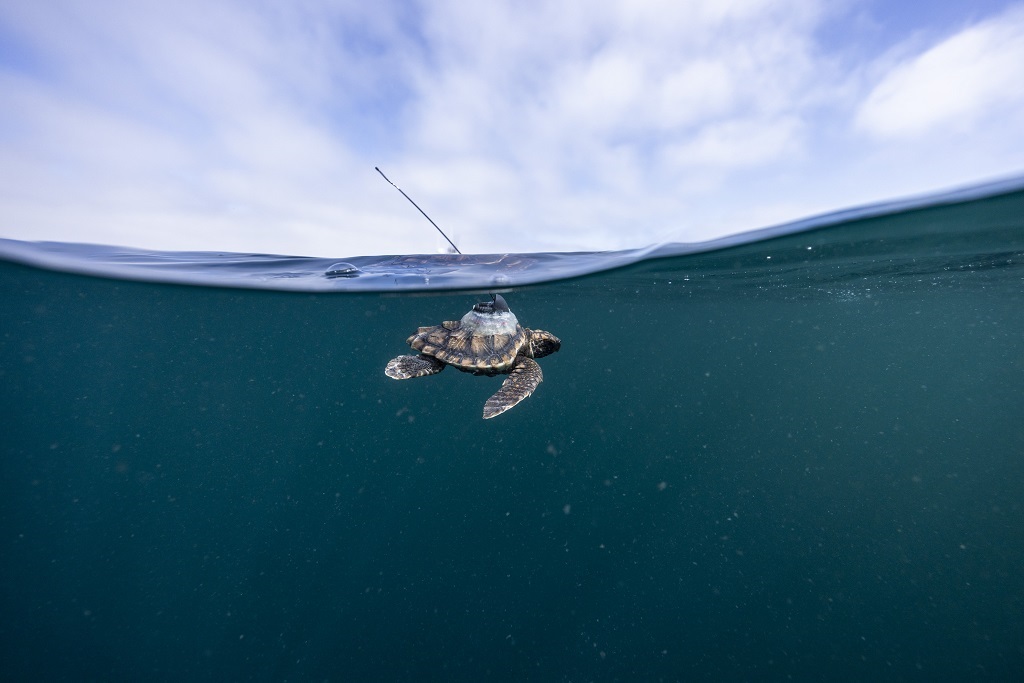 Fourteen young loggerhead turtles were released back into the ocean with trackers - a first for Africa.