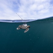 SEE | 14 young sea turtles released from Cape Point to track their 'lost years'
