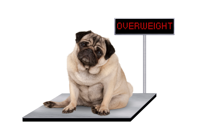 Is your pet overweight? Check these warning signs and get your best friend back on the straight and narrow