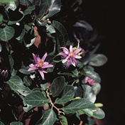 Waterwise plant of the month: Cross-berry