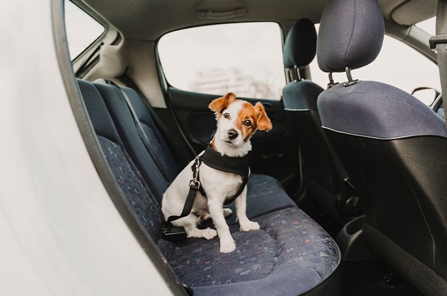 dog,seat belt