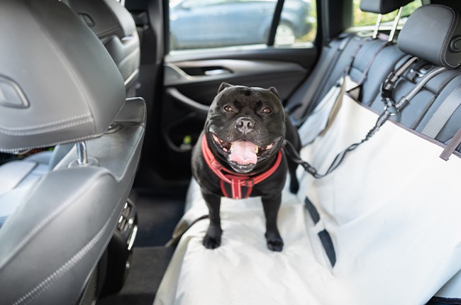 Staffordshire Bull Terrier standing on a car seat cover while clipped to a pet seat belt