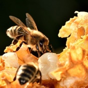 How honeybee venom can kill breast cancer cells