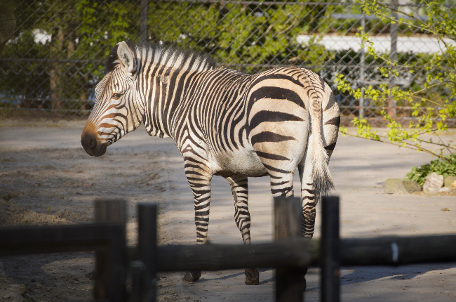 A zebra is seen in the city Zoo in Warsaw, Poland on April 16, 2020. The zoo has been closed for nearly a month and has been struggling financially after forced closure due to the coronavirus epidemic. (Photo: Getty Images/Gallo Images)