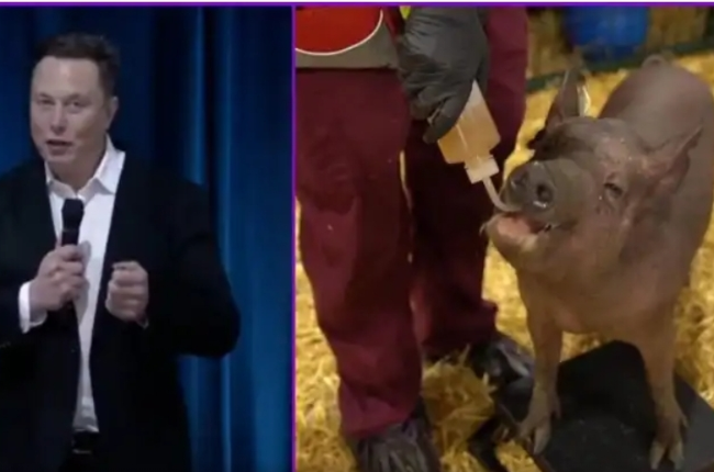 Elon introduced the pig to the world during an online media con­ference (Photos: Screenshot)