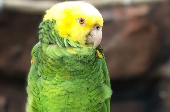 parrot singing beyonce if i were a boy