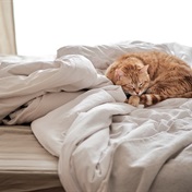 Lurking beneath the sheets: Why you shouldn't make your bed first thing in the morning