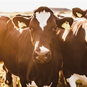WATCH | How low-burping cows could put a dent on emissions