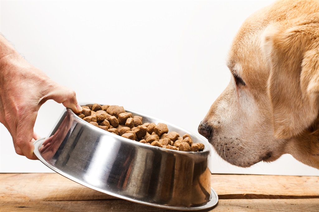 Dog food is more expensive in Japan, while South Africa falls on the cheaper side. 