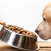 Global survey finds SA is one of cheapest places to feed a dog, while Japan is one of the most expensive