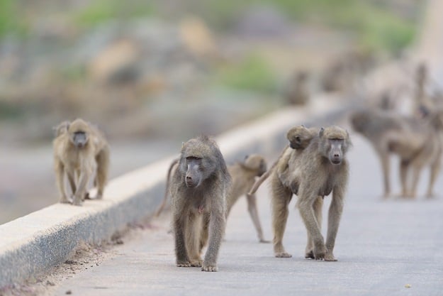 The City of Cape Town's baboon management issue rages on. 