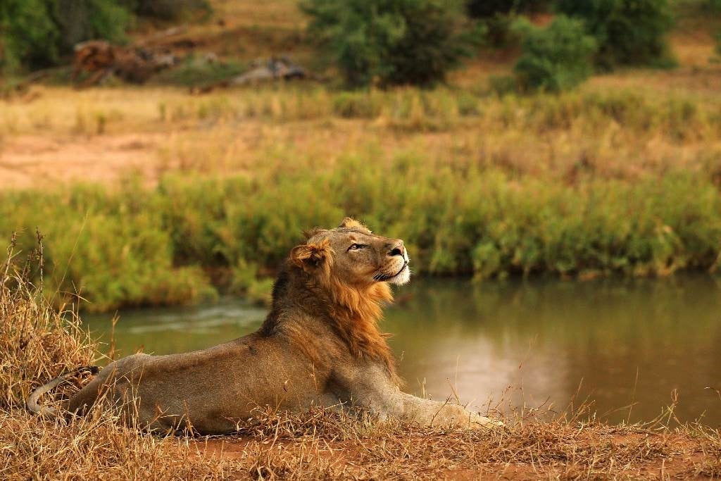 Is govt about to ban canned lion hunting? | News24