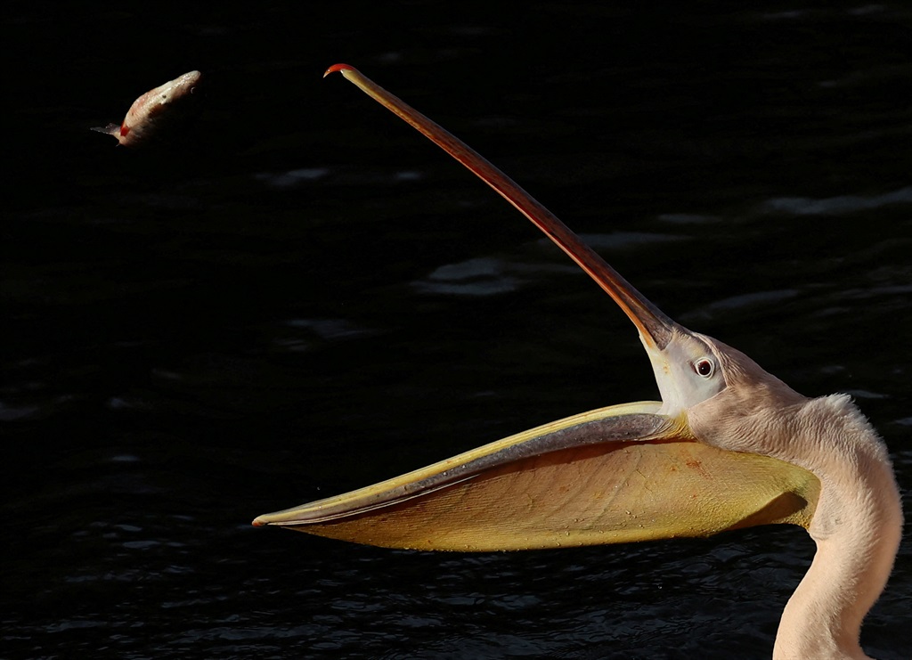 A pelican prepares to catch a freshwater roach fish during feeding time at St Jamess Park in London, Britain, on 2 February 2024. 