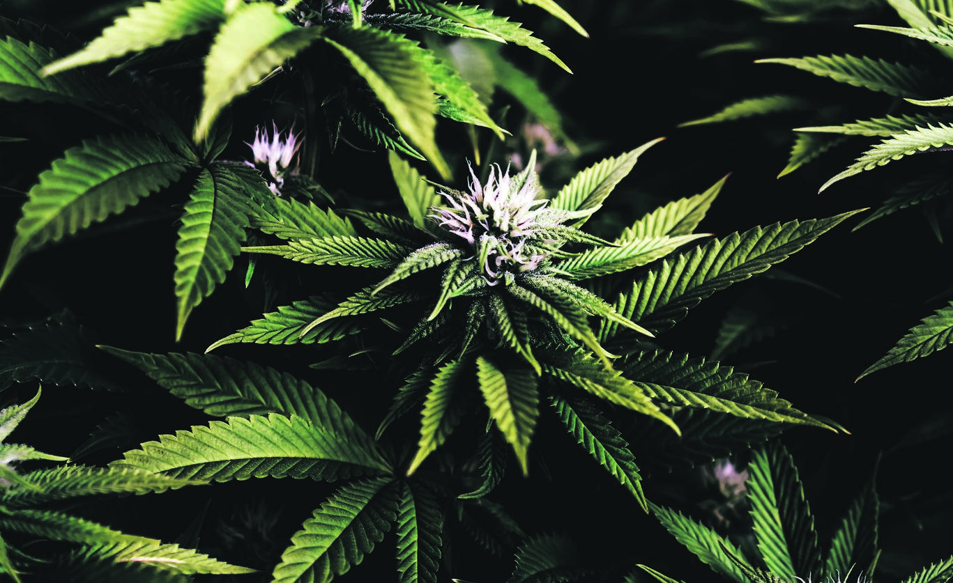 SA could soon be one of the world’s largest producers of medicinal marijuana, which will boost small businesses and growers’ income substantially. Picture: iStock