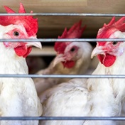 The real cost of the outbreak of bird flu
