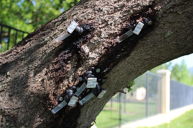 'n Besmette Engelse eikehoutboom met 3D-gedrukte lokvalle oor gate wat deur stompkopboorderkewers geboor is. Foto: Verskaf