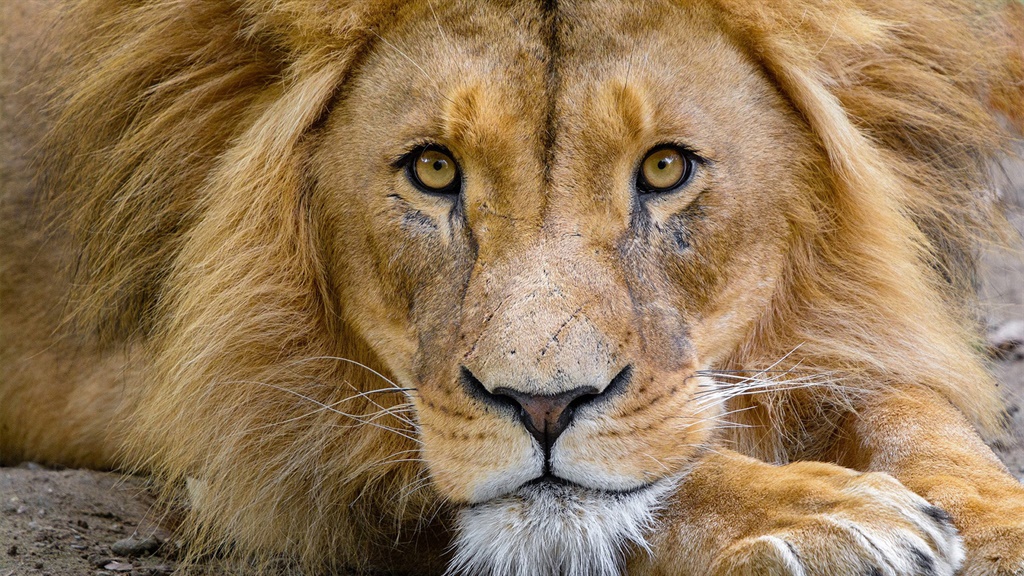 People in Msinga are fearful of a lion reportedly spotted in the area.