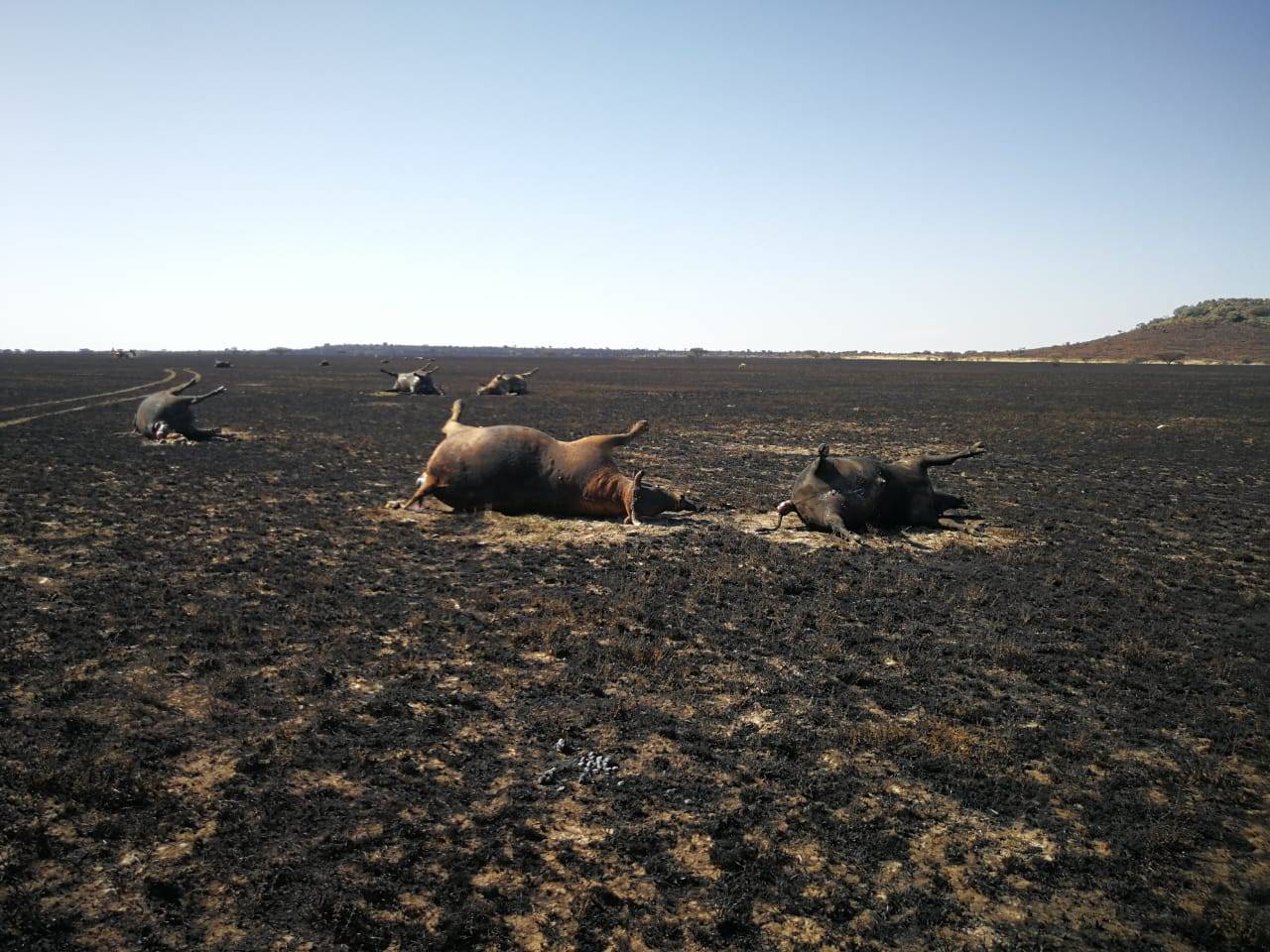 PICS | Free State veld fire contained as farmers count losses, euthanise  animals | News24