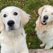 Blind golden retriever’s budding relationship with his guide dog