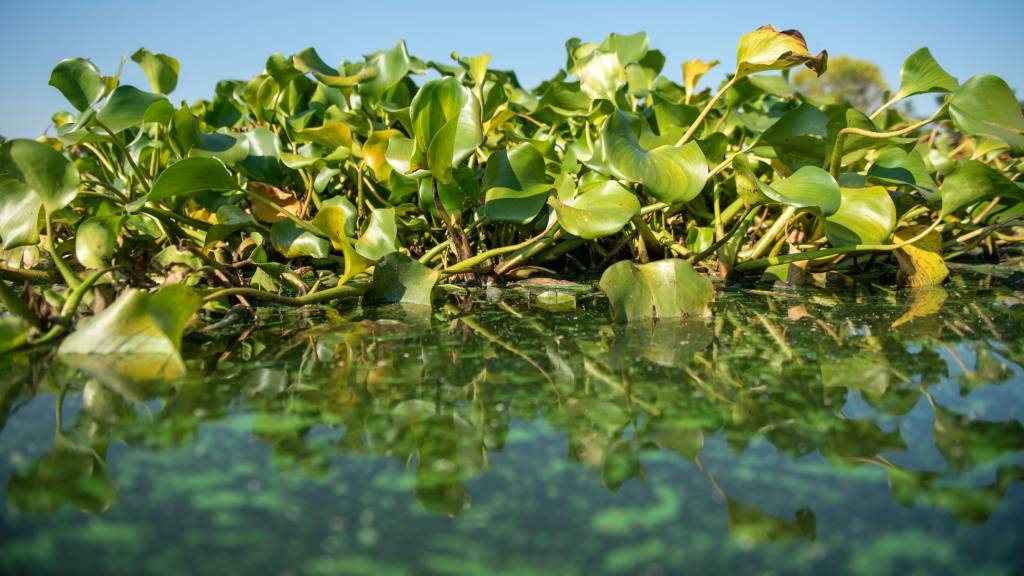 The water hyacinth has been a problematic invasive for years. (Alet Pretorius/Gallo Images)