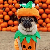 Fur-baby Halloween inspo from Doug the Pug