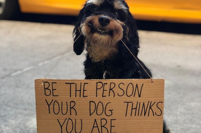 Dogs have feelings too! Baboy can be spotted in the streets of New York with her funny signs. (PHOTO: INSTAGRAM/@DOGWITHSIGN