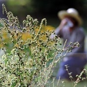 THE REAL POLLEN COUNT: Pollen levels surge in Cape Town