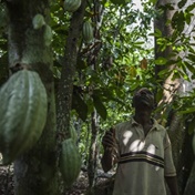 Ivory Coast cocoa growers step up campaign against chocolate giants