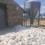 Drakenstein Correctional Services loses over 5 000 chickens to heat stress