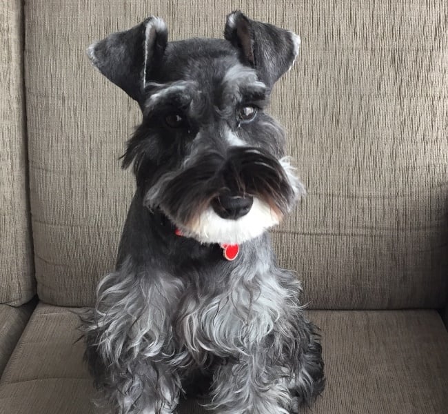 The German schnauzer saved his owner who was struc